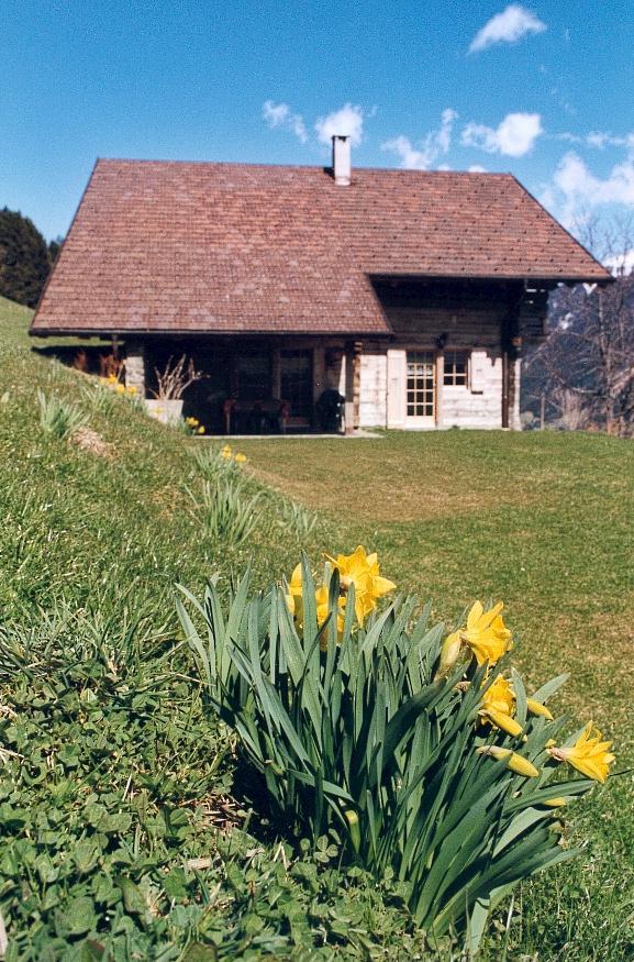 Photo du chalet de vacances l'Anta Rousa à Champéry au printemps avec jonquilles